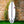 Traveler V2 EPS Truelite Series Surfboard - Clear/Pink