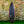 Slingshot EPS Dark Phantom Series Surfboard